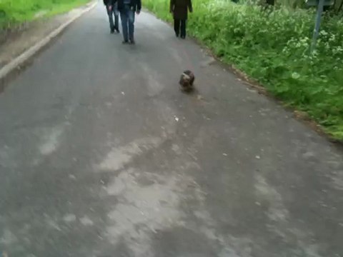 Très beau résultat pour Api ! rappel parfait malgrès le fait qu'un copain toutou soit devant lui :)