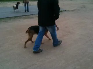 Magnifique travail de Canha qui garde sa marche en laisse même si Boss fait le fou autour d'elle !