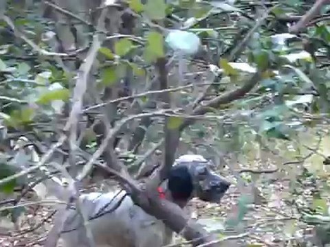 Give notre Setter-Anglais