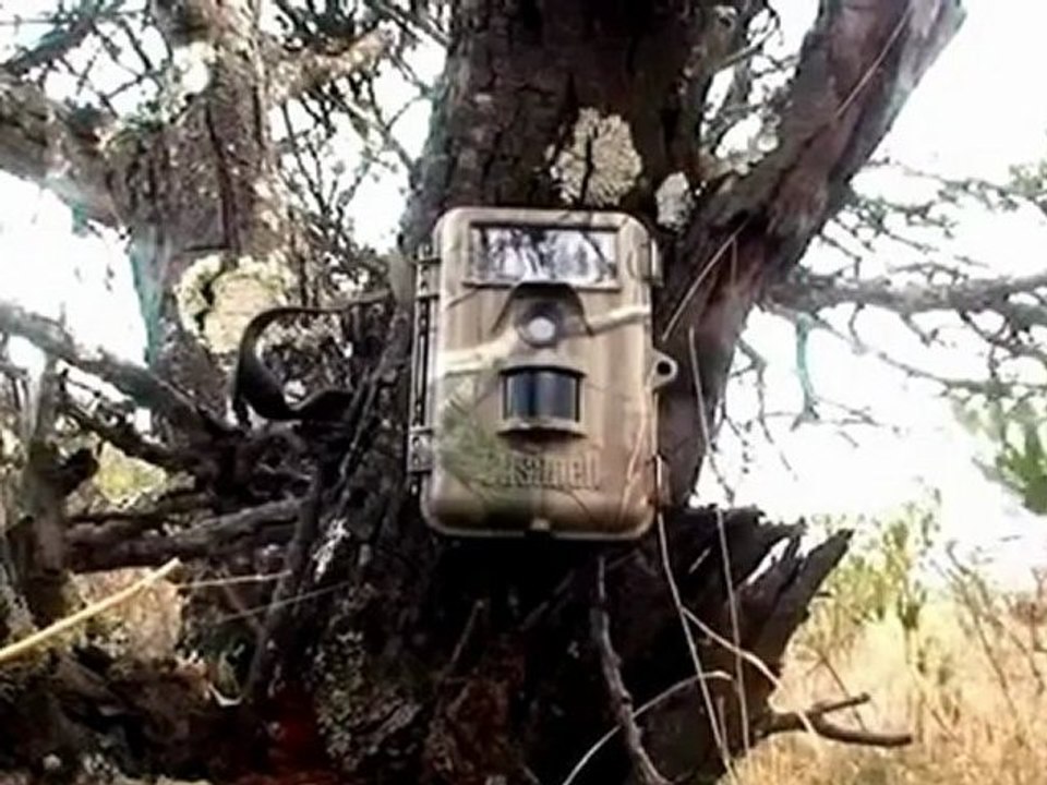 Caught on Tape: Rare Jaguar Sighting in Oaxaca, Mexico