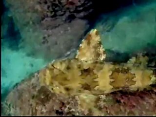 Sharkwater - DVD extra - Making of (extract)