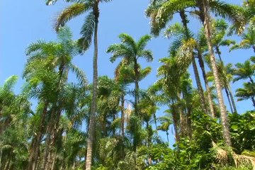 12 MAYO 2012  ICA chontaduro web