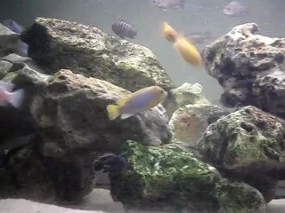 720l mbunas