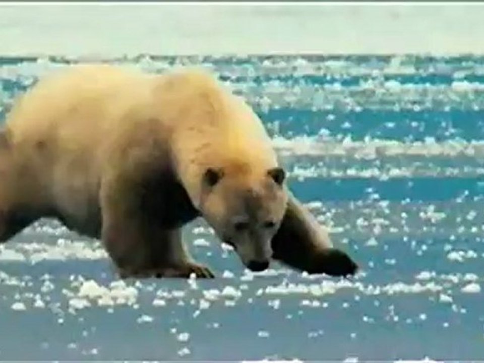 Arctic Tale
