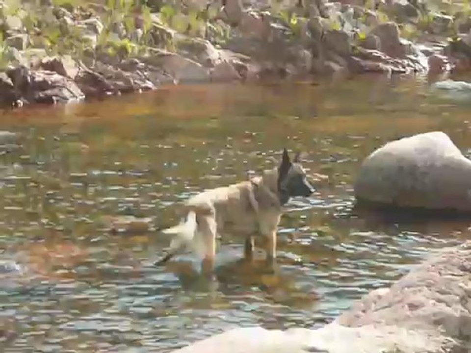 Août 2011 Dodge le malinois à la rivière