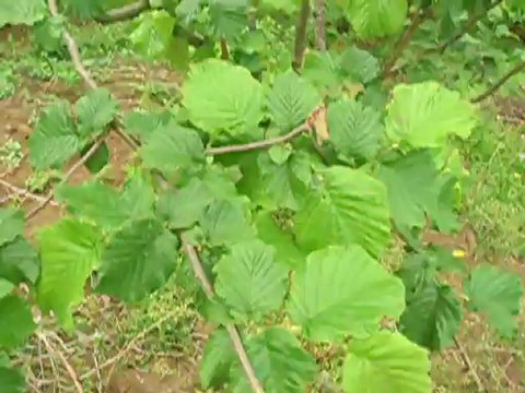 FINDIKTA ŞEKİL BUDAMASI MAYIS İLK ÇEYREK 3.YIL