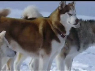 Eight Below - Clip - Hunting birds