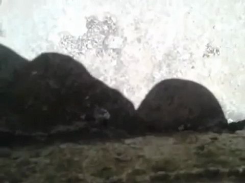 فري برس درعا حوران مدينة الحارة اطلاق نار نصر من الله وفتح قريب11 5 2012 ج1 Daraa