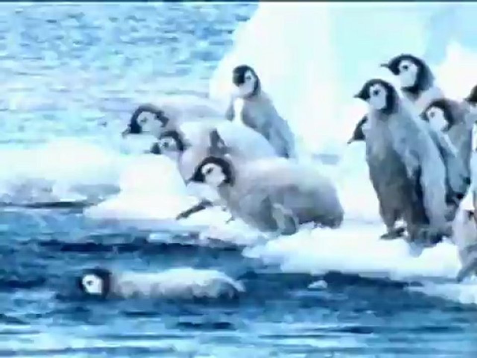 March Of The Penguins - Clip - First dive