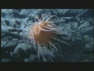 Aliens Of The Deep - clip - animals