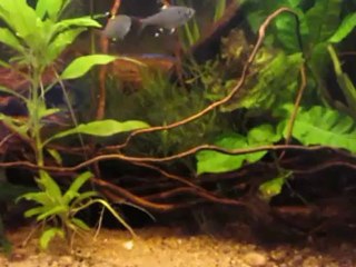 Nage libre apistos puis adultes parade