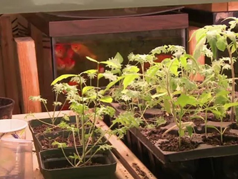 Fisch aus dem eigenen Wohnzimmer frisch auf den Tisch