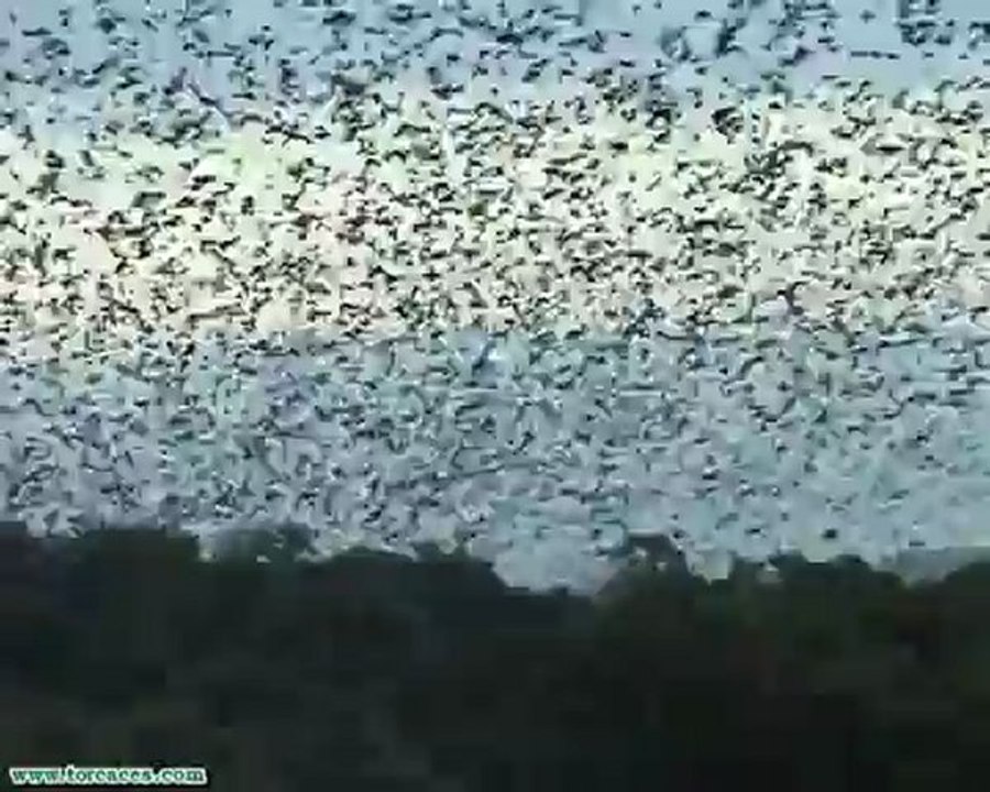 Torcaces a las puertas del dormidero