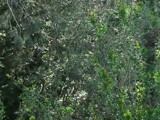 La Huppe Fasciée:Son cri Mai 2012