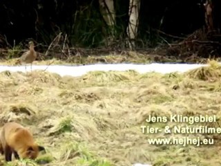 Pirsch auf den großen Brachvogel