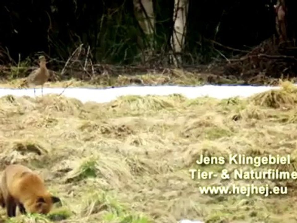 Pirsch auf den großen Brachvogel