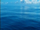 Deep Blue - Clip - Open Ocean