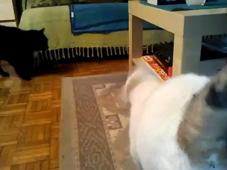 Vidéo0052
