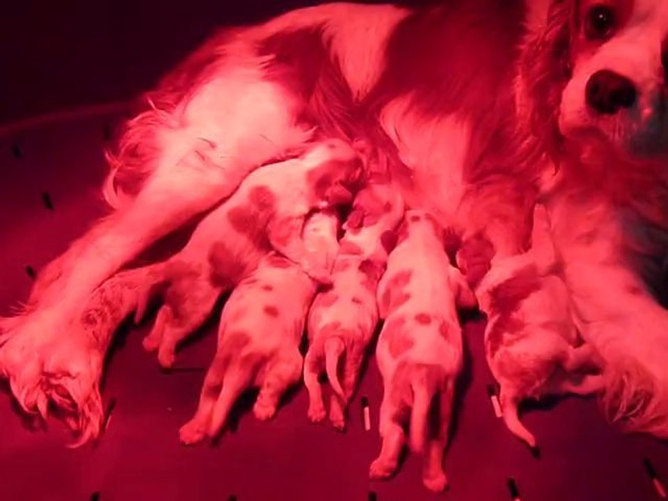 P1060864  CHIOTS DE ELENA