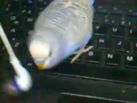 konuşan muhabbet kuşu