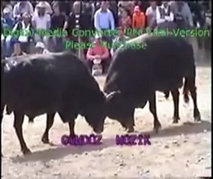 Yusufeli 12.Derekapı Boğa Güreşleri 2012 / Büyük Orta Final Güreşi