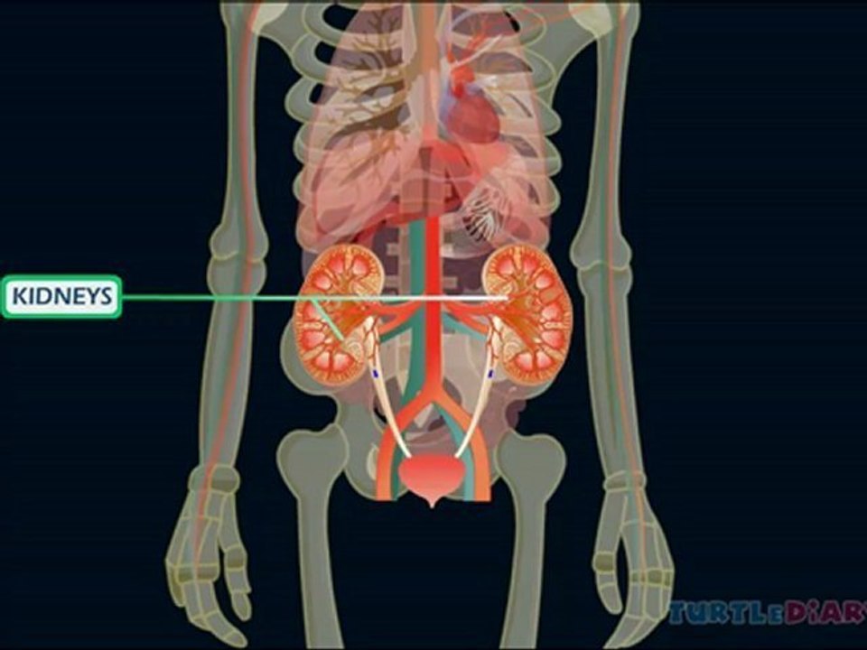 Learn about Human Body at www.turtlediary.com