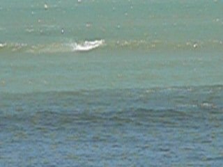 bresil-dauphins-praia-da-pipa