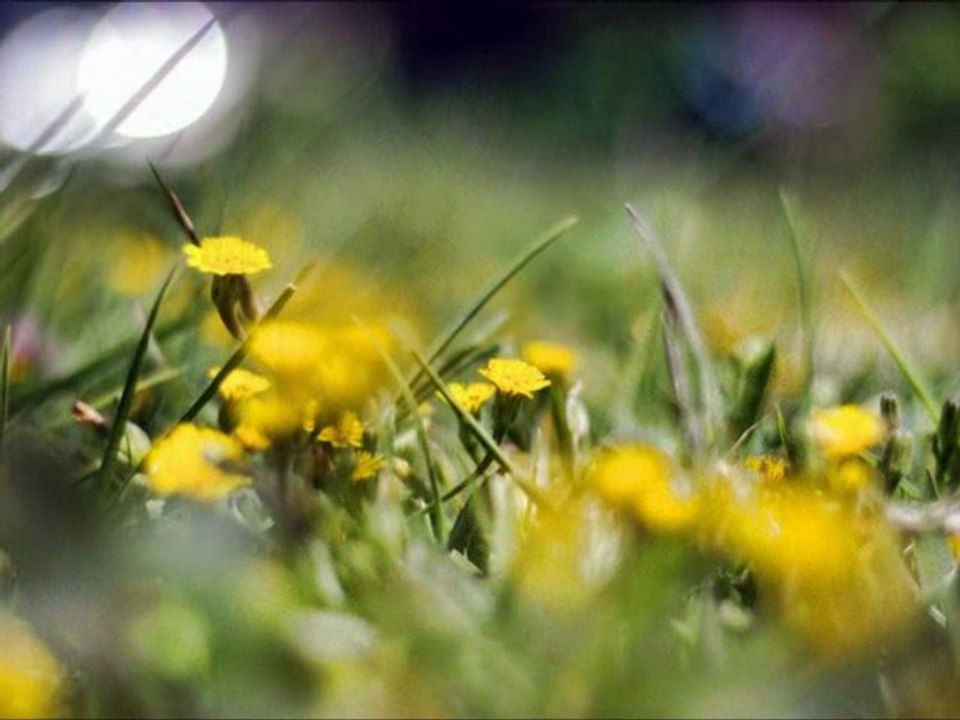 Serenade to spring