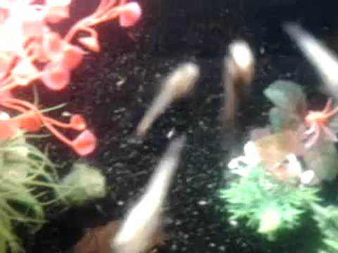 Aquarium D'Alevins ~ Guppy Platy Et Molly Velifera black Et Golden