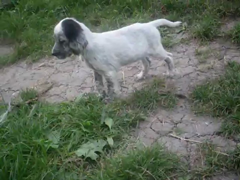 ENGLİSH SETTER (İlk Ferma) 1