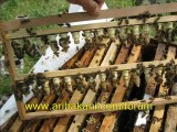 Ana arı üretimi, başlatıcı ve bitirici koloni