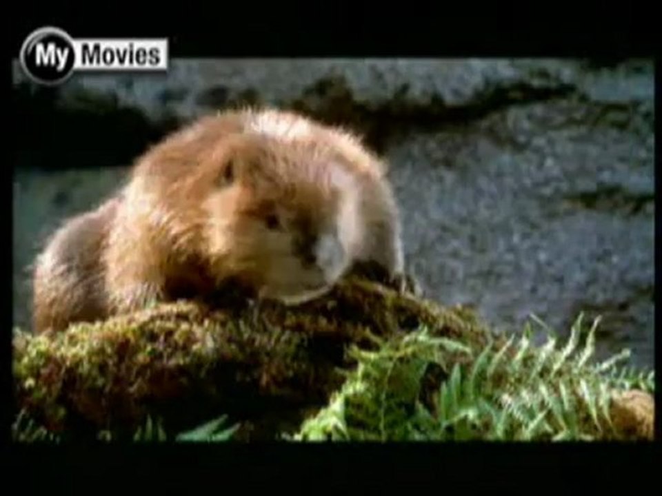 Dr. Dolittle 2 - review