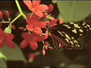 Defcon - Trailer 1: Tense Level System Unveiled