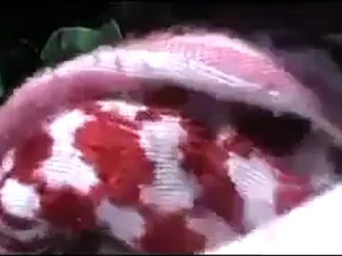 Syria فري برس حلب بيانون تقديم وثيقة أحد المتظاهرين للمراقبين12 5 2012 Aleppo