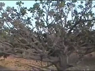 فري برس ادلب التمانعة الدمار الذي سببته عصابات الاسد الباغية  12 5 2012 Idlib