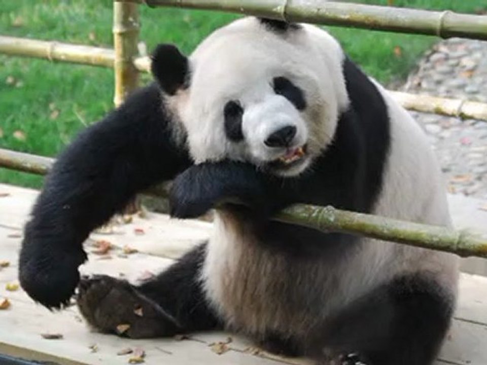 The life philosophy of the Giant Panda