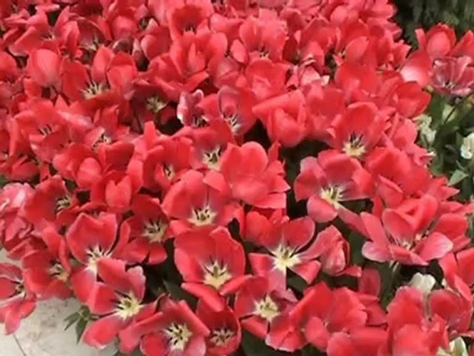 New01.mpg    N6      FLORIADE HOLLANDE   MAI 2012