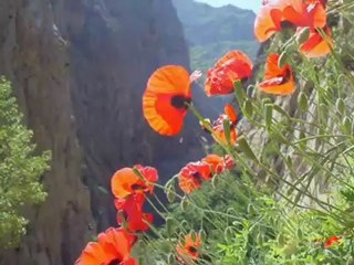 TONY SCHITO - Io ti porterò