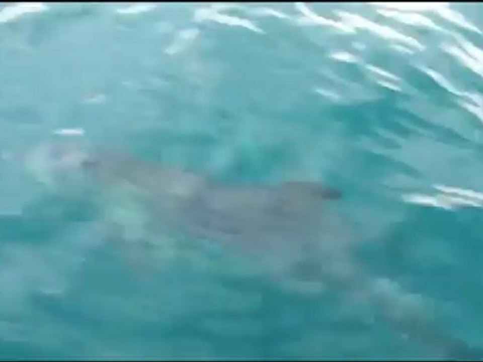 Too Aïe Fishing - P'tite sortie express sur Lowrance Boat ...