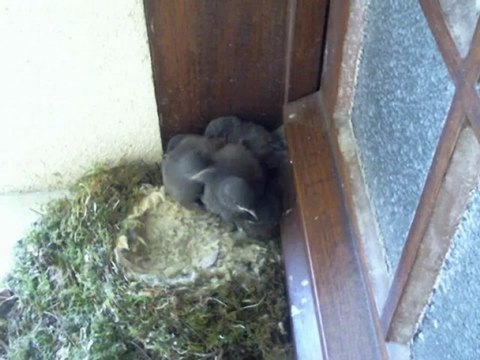 Rouges-queues noirs de 16 jours