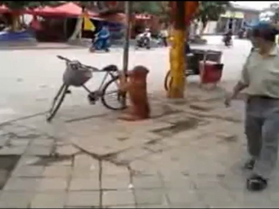 On ne touche pas au vélo de mon maître