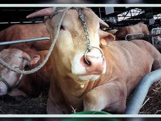 Visite du Salon de l'agriculture Aquitaine