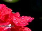 HD Stock Video - Nature Stock Footage - Blooms 01 clip 01