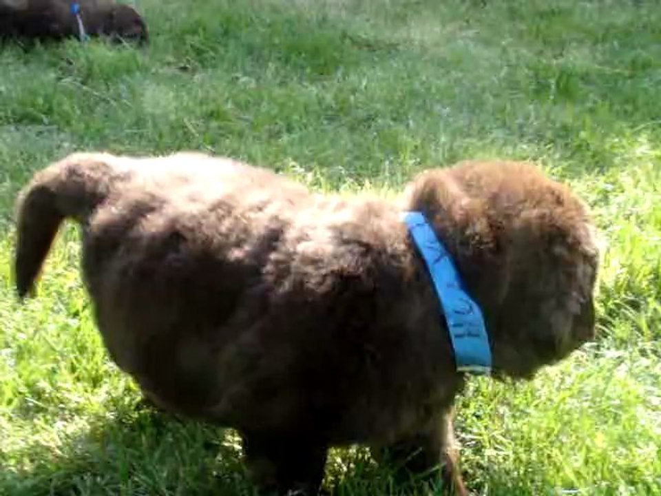 chiots Funny élevage de VALOYAN TERRE NEUVE MARRON BRONZE 13/05/2012