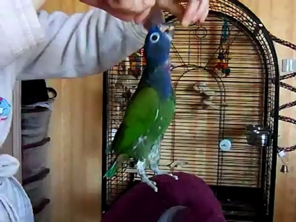 cachou