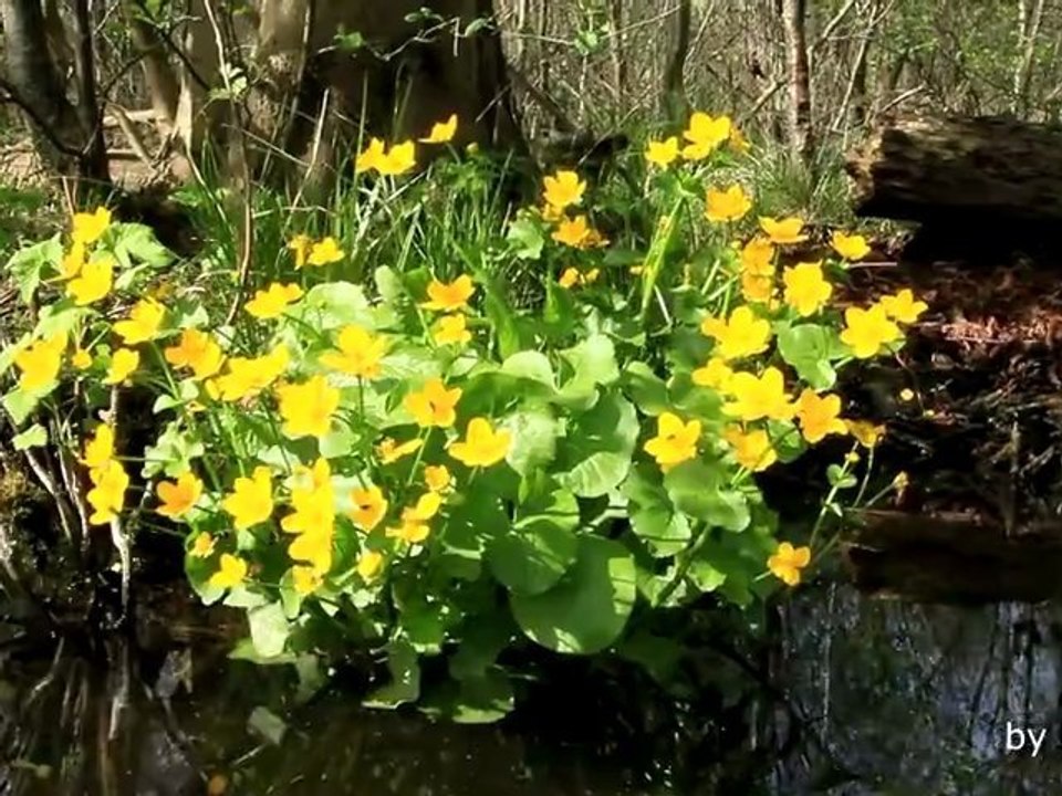 Frühling, Wildblumen & Gekreuch an den Ufern im Mai 2012, Canon 60D Test