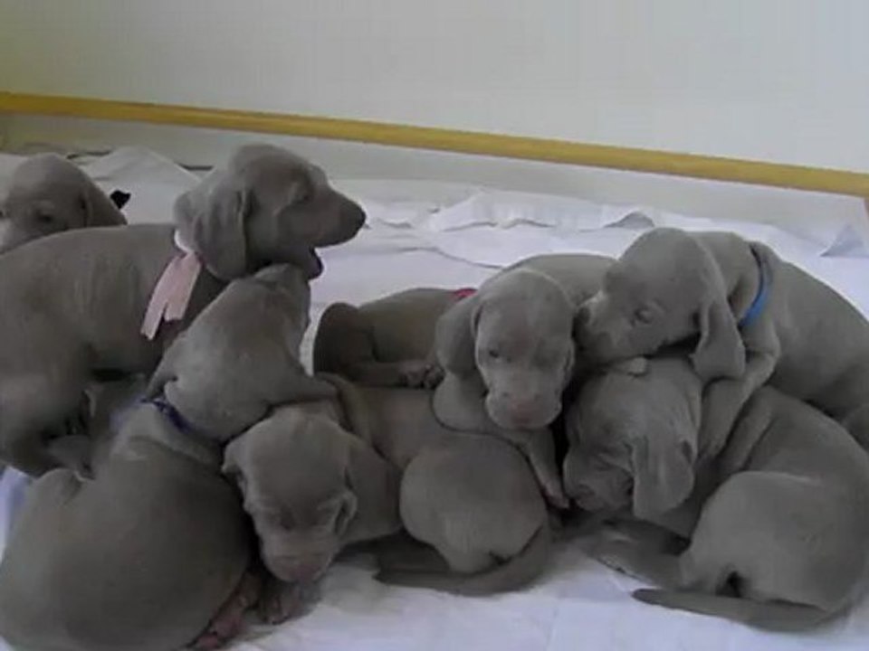 Bébés Elka de Beaudribos et notre WVW Carllos Des gris d'Urbanou