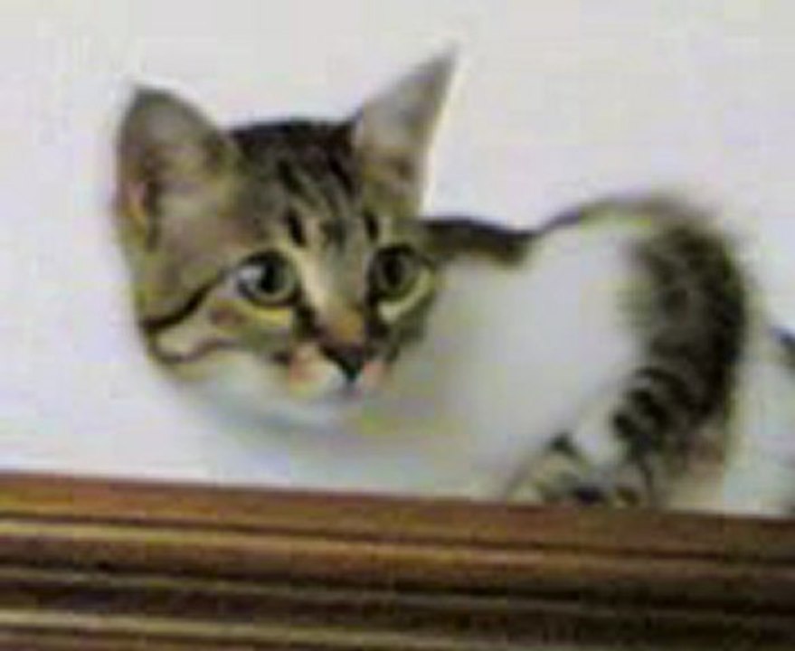 Bu Kedi Nereye Bakıyor