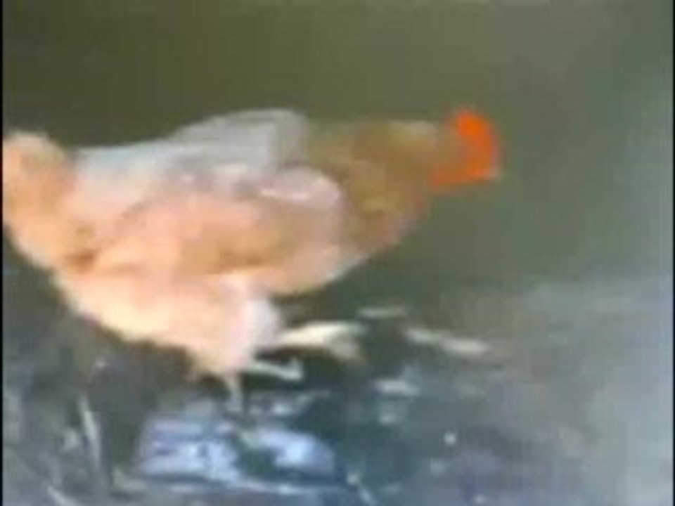 Ump_poule