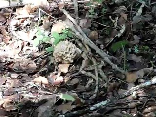 Suite morilles blondes du 13 mai 2012
